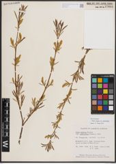 Foto von Salix exigua var. pedicellata (Andersson) Cronquist
